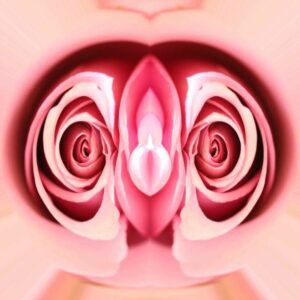 A photo of two pink roses has been photo edited to look like female reproductive organs.