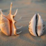 Vagina-shaped seashells lie on the sand.. Female health concept