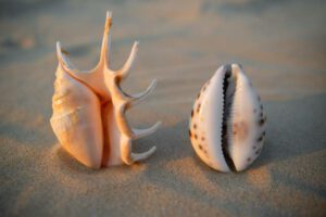 Vagina-shaped seashells lie on the sand.. Female health concept