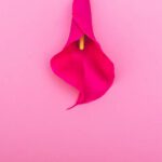 Lily flower in the form of a female body part. creative metaphor for vaginal aesthetic