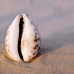 Sea shell in the form of female genitalia, vagina.