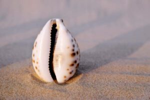 Sea shell in the form of female genitalia, vagina.